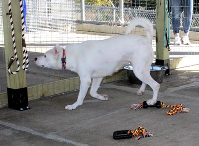 Animal pound 4