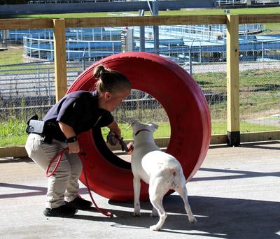 Animal pound 9